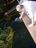 Lee feeding Barramundi